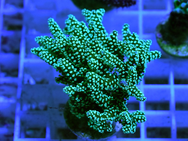 Seriatopora hystrix - Buschkoralle grün frag