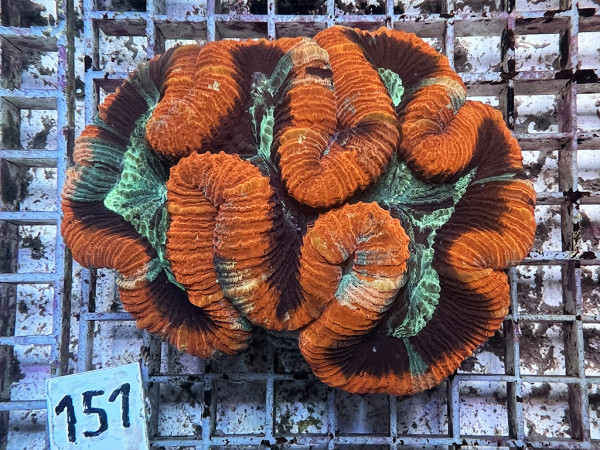 Trachyphyllia geoffroyi multicolor (151)