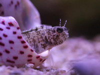 Emblemaria pandionis - Segelflossen-Schleimfisch Emblemaria pandionis - Segelflossen-Schleimfisch