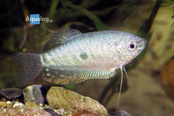 Trichogaster trichopterus - Perlmutt Fadenfisch
