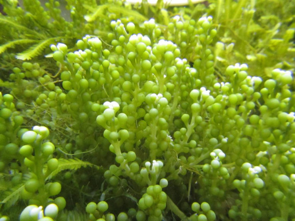 Caulerpa racemosa - Algen