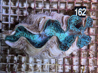 Tridacna maxima blau ca.15 cm (162) Tridacna maxima blau ca.15 cm (162)