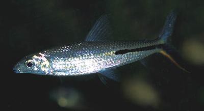 Hemiodus gracilis - Federsalmle