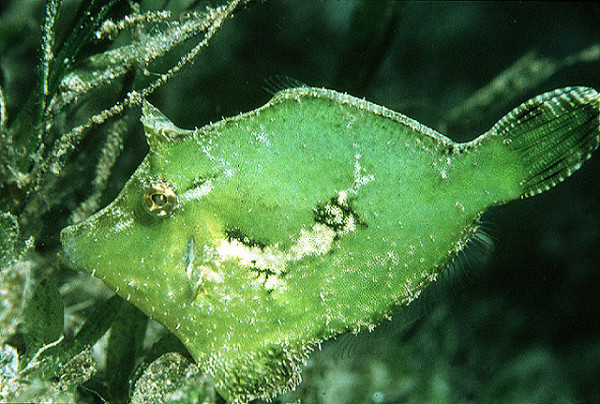 Acreichthys tomentosus - Seegrasfeilenfisch - Paar