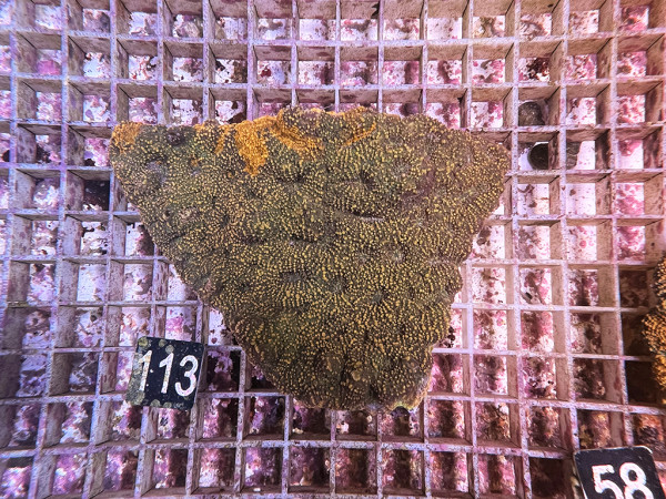 Acanthastrea echinata (113)