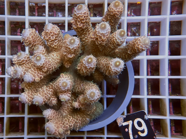 Acropora sp. ultra (79)