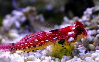 Synchiropus sycorax - Roter Philippinen Leierfisch - nur Männchen!