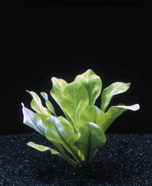 Samolus parviflorus - Pflanzen im Topf