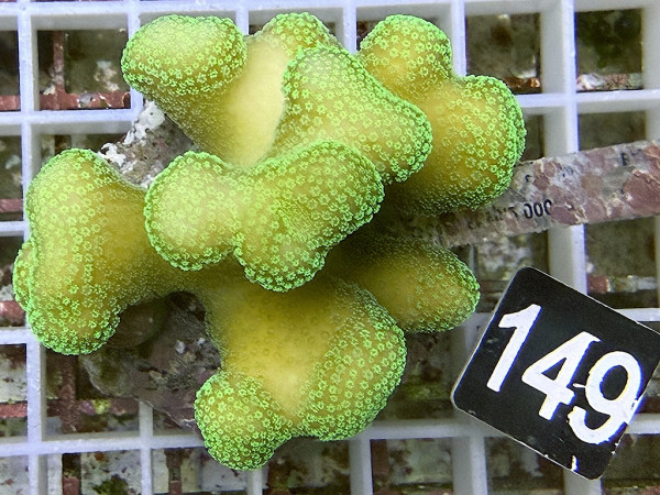 Stylophora pistillata - Buschkoralle (149)