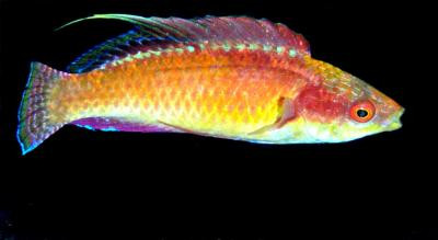 Cirrhilabrus tonozukai - Tonos-Zwerglippfisch