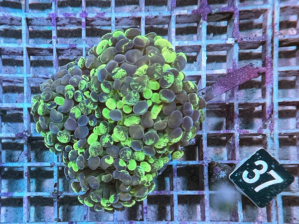 Euphyllia paraancora green splatter (37)
