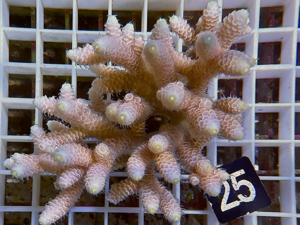 Acropora sp. ultra (25)
