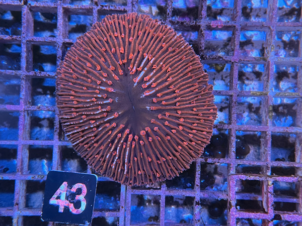 Fungia spec. - red (43)