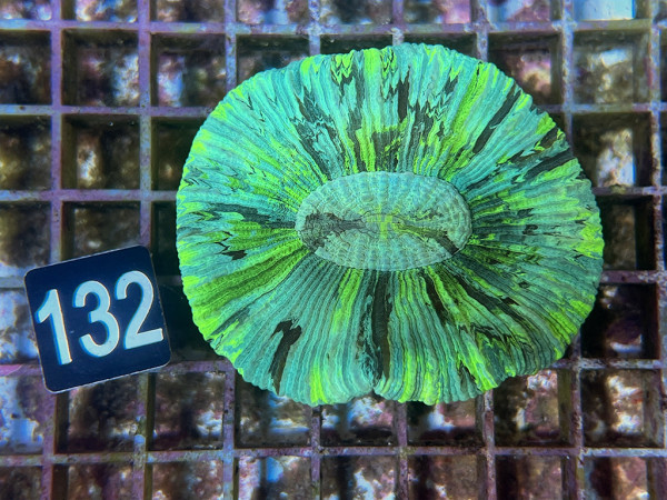 Trachyphyllia geoffroyi multicolor (132)