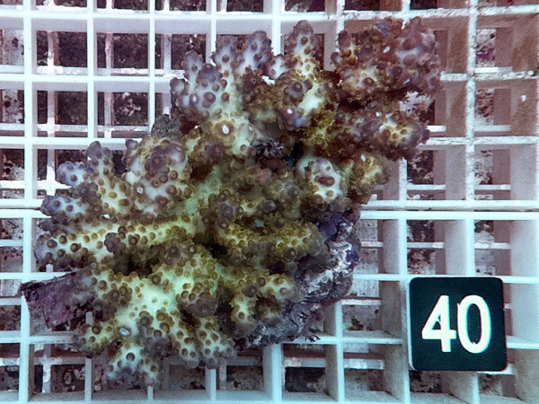 Acropora plana (40)