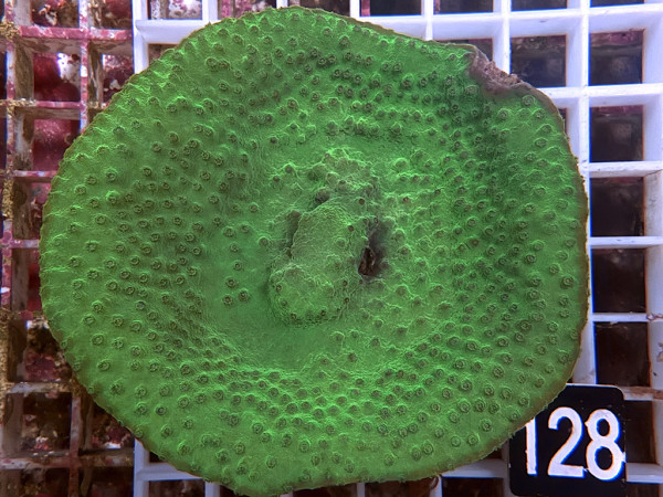 Turbinaria mesenterina - Becherkoralle Green (128)