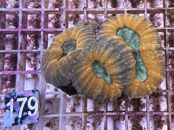 Lobophyllia spec. - Hirnkoralle ultra (179)