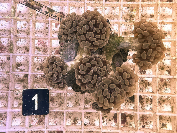Euphyllia paraancora orange (1)