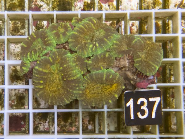 Lobophyllia spec. - Hirnkoralle ultra (137)