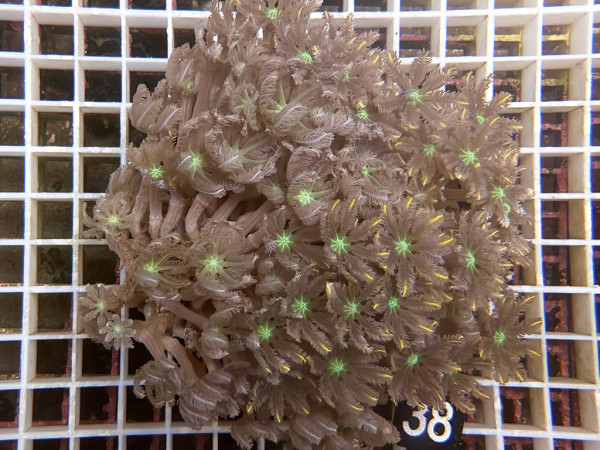 Clavularia spec. - Stolonifera, tricolor (38)