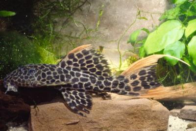 Pseudacanthicus leopardus - L114