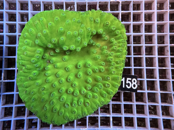 Turbinaria peltata - Becherkoralle (158)