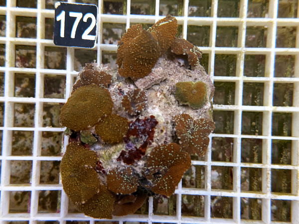 Discosoma spec. - Scheibenanemonen, rot (67)
