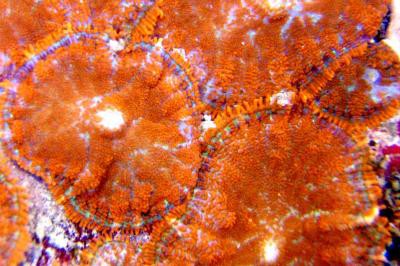 Rhodactis cf. inchoata - Fussel-Scheibenanemonen, farbig