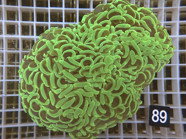 Euphyllia ancora neon green (89)