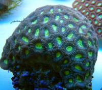 Favia spec. - Favia, color (E 01149/18) Favia spec. - Favia, color (E 01149/18)