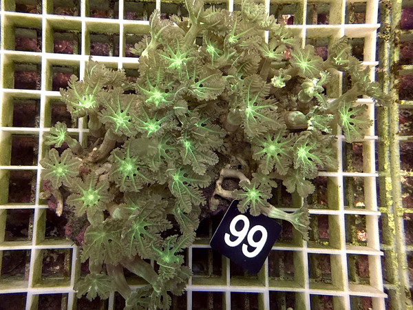 Clavularia spec. - Stolonifera, green (99)