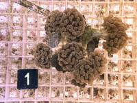 Euphyllia paraancora orange (1) Euphyllia paraancora orange (1)