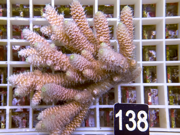 Acropora sp. ultra (138)