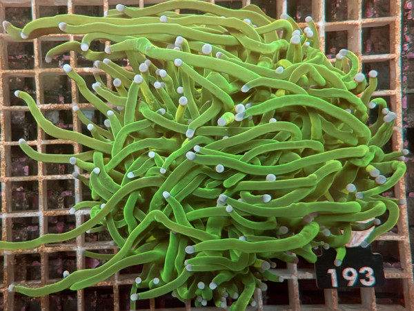Euphyllia glabrescens Holy Grail (193)