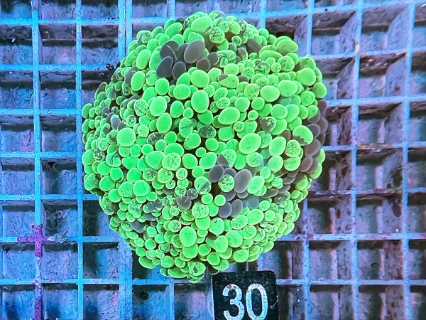 Euphyllia paraancora neon (30)