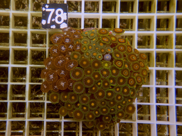 Zoanthus spec. Krustenanemonen (78)