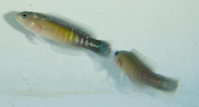 Pseudochromis cyanotaenia - Brandungs-Zwergbarsch, Männchen