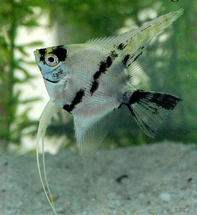 Pterophyllum scalare - Panda Skalar
