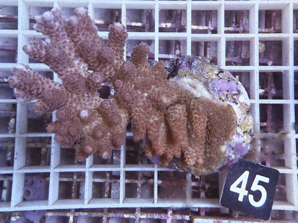 Acropora sp. (45)