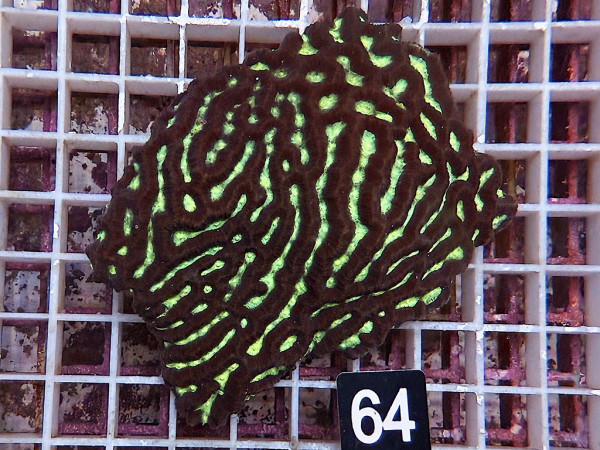 Leptoria spec. Hirnkoralle (64)