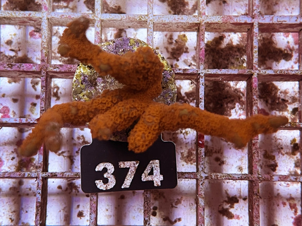 Montipora samarensis - Montipora Red, Frag (374)