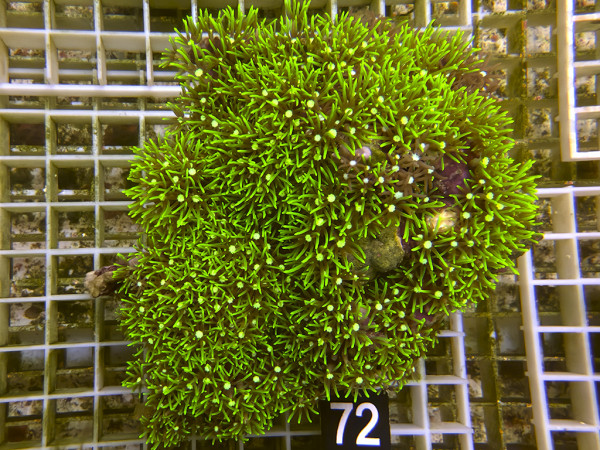 Pachyclavularia violacea - neongrüne Röhrenkoralle (72)