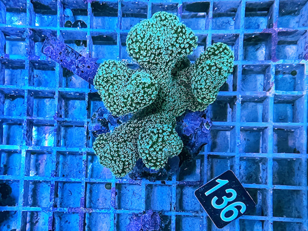 Stylophora pistillata - Buschkoralle grün (139)