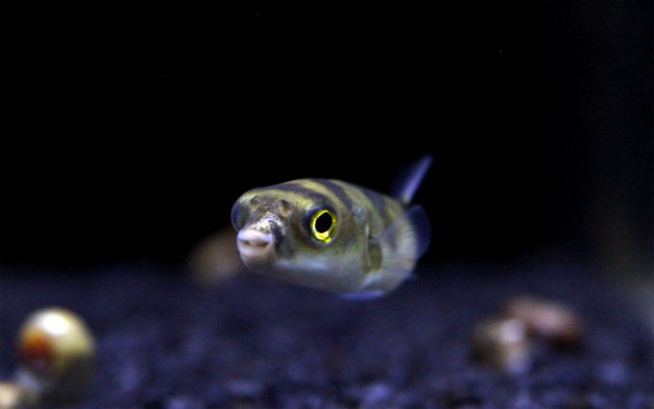 Colomesus asellus - Assel-Kugelfisch