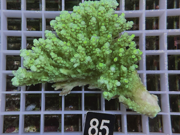 Acropora sp. ultra (85)