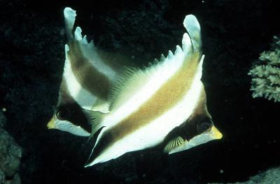 Heniochus chrysostomus - Pazifik-Wimpelfisch