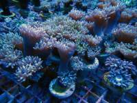 Duncanopsammia axifuga - Duncanopsammia Frags Duncanopsammia axifuga - Duncanopsammia Frags
