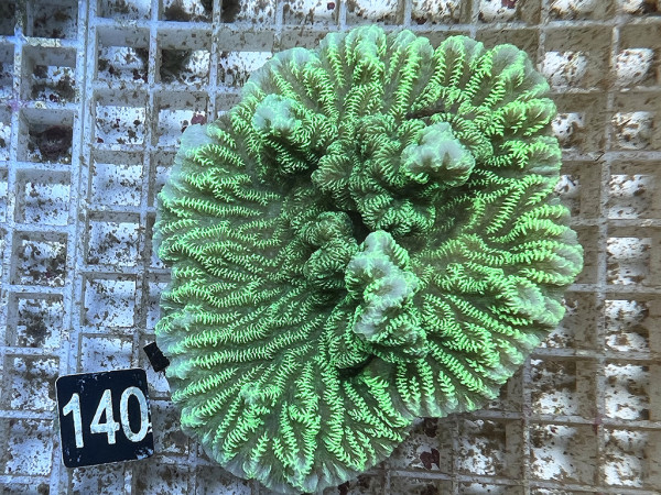 Merulina spec. - neongrün (140)