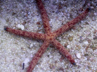 Linckia multiflora - löchriger Seestern. gut haltbar Linckia multiflora - löchriger Seestern. gut haltbar
