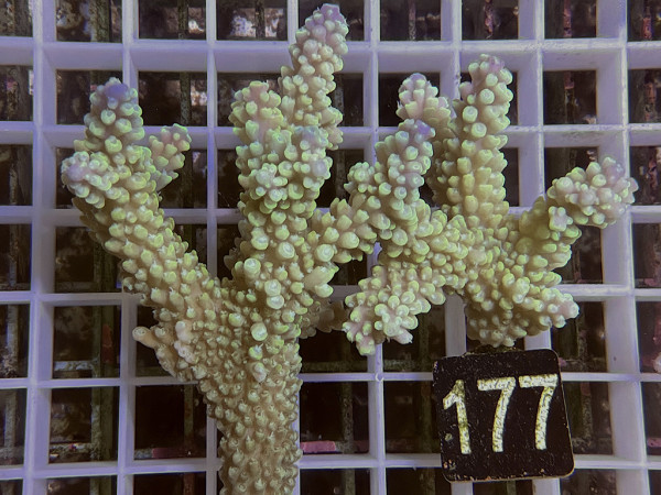 Acropora sp. ultra (177)